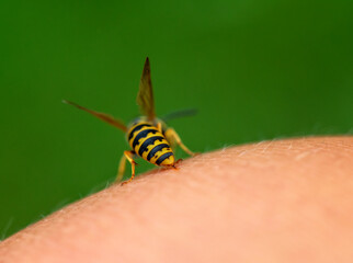 close-up of a striped dangerous insect wasp stings a person in the skin of his hand