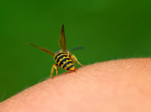 close-up of a striped dangerous insect wasp stings a person in the skin of his hand
