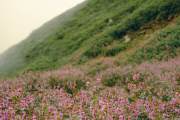 Fototapeta premium Cloudy day, Hillside with green lawn on Bhrigu Lake Trek, Manali, India. There are many flowers on ground, and mist morning in the mountains. Idea for natural background with copy space.