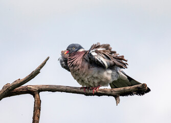 portrait of a wood pigeon bird sitting on a dry branch against the sky with its feathers and wings spread out