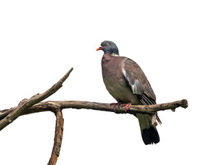 portrait of wood pigeon bird sitting on dry branch against white isolated sky background