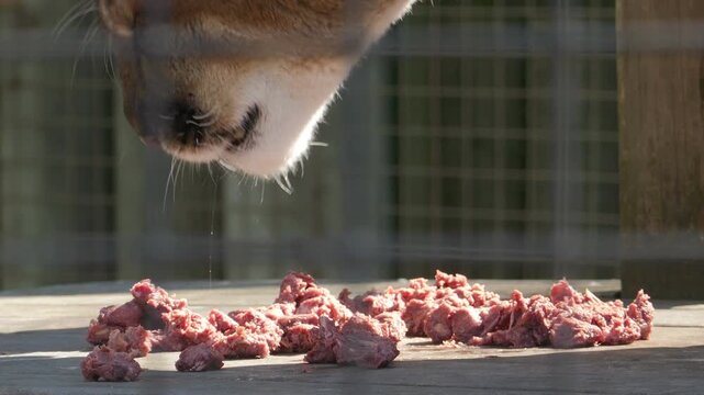 A close up of a cougar mountain lion in captivity eating ground horse meat at the Toronto Zoo.