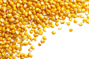 Pile of yellow corn kernels isolated on transparent background. Closeup of golden popcorn kernels scattered artistically isolated on white background.
