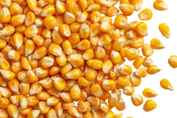 Close up of dried yellow corn kernels isolated on transparent background. Close-up shot of golden corn kernels scattered isolated on white background.