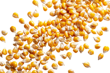 Pile of dried corn kernels isolated on transparent background. Close-up of a pile of golden kernels of dried corn seeds isolated on white background.
