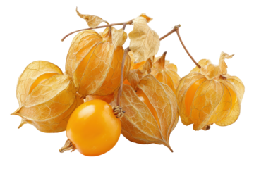 Cluster of ripe golden berries with husks isolated on transparent background. Golden cape golden berries with dry husks isolated on white background.