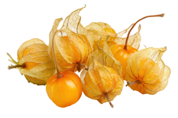 Cluster of ripe gooseberries with husks isolated on transparent background. Golden yellow ripe cape gooseberries with green leaves isolated on white background.