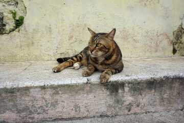 Side Profile of a Marbled Bengal Cat Walking Outdoors