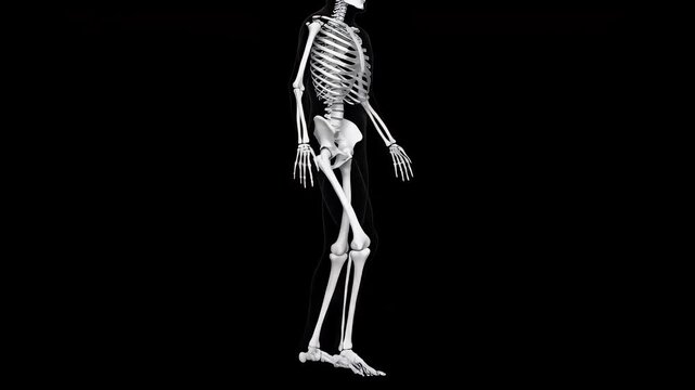 Human skeleton in dynamic motion, revealing anatomical bone structure and complex body movement