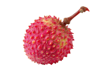 Single ripe lychee fruit with stem isolated on transparent background. Single ripened lychee fruit with stem isolated on white background.