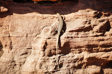 Eidechse auf den Buntsandsteinfelsen des Altschlossfelsenmassivs bei Eppenbrunn, Pf&auml;lzerwald, Rheinland-Pfalz