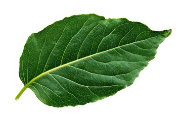 Obraz premium Single green leaf isolated on transparent background. Vibrant green leaf with detailed veins isolated on white background.