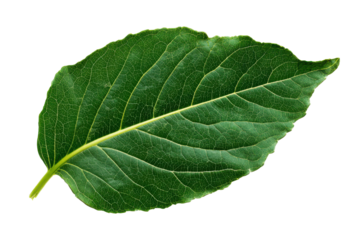 Single green leaf isolated on transparent background. Vibrant green leaf with detailed veins isolated on white background.