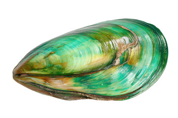 Single green mussel shell isolated on transparent background. Single green mussel shell isolated on white background.