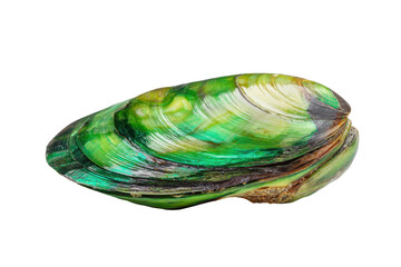 Iridescent green paua shell isolated on transparent background. Iridescent paua shell with vibrant green and blue colors isolated on white background.
