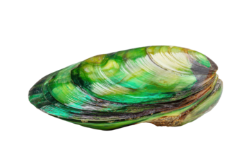 Iridescent green paua shell isolated on transparent background. Iridescent paua shell with vibrant green and blue colors isolated on white background.