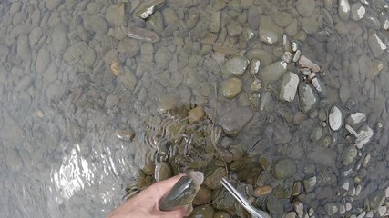 Close Up of Angler Hands Releasing European Chub Fish Squalius Cephalus into Clear River Water Catch and Release Ethical Fishing Concept with Pebble Bottom Nature Conservation Theme