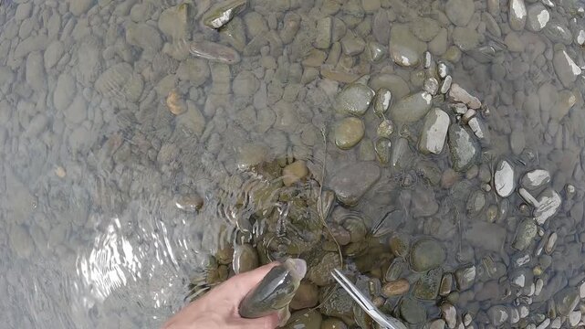 Close Up of Angler Hands Releasing European Chub Fish Squalius Cephalus into Clear River Water Catch and Release Ethical Fishing Concept with Pebble Bottom Nature Conservation Theme