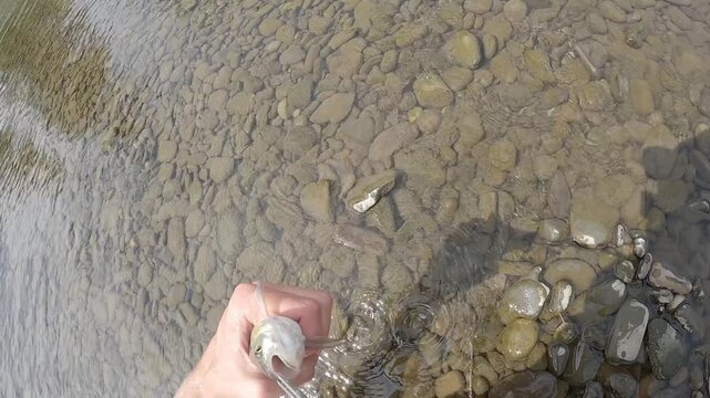 Close Up of Angler Hands Releasing European Chub Fish Squalius Cephalus into Clear River Water Catch and Release Ethical Fishing Concept with Pebble Bottom Nature Conservation Theme