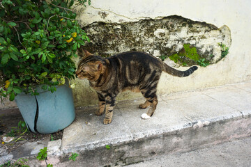 Side Profile of a Marbled Bengal Cat Walking Outdoors