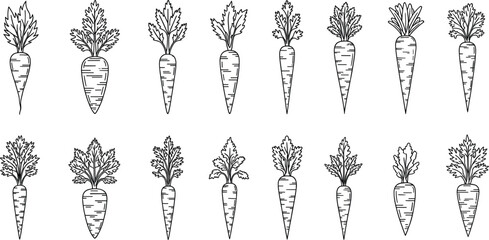 Minimalist thin line carrot vector icon set with various root vegetable shapes and leafy greens for organic food branding