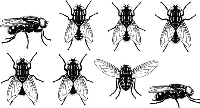Detailed black and white housefly insect vector set featuring top down and profile side views in engraved sketch style