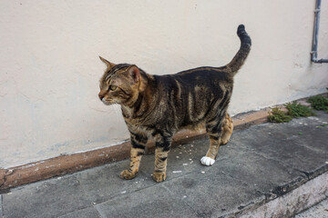Side Profile of a Marbled Bengal Cat Walking Outdoors