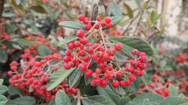In December, berries of the late cotoneaster or milkflower cotoneaster (Cotoneaster coriaceus, syn. Cotoneaster lacteus),flowering plant in the family Rosaceae, native to Tibet and south-central China
