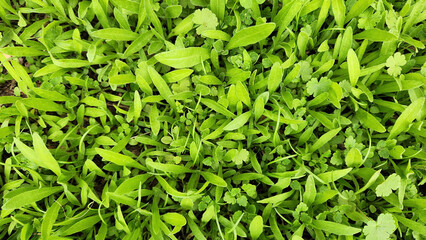 Emerging fresh leaves of field marigold (Calendula arvensis) in a meadow in Mediterranean region in December