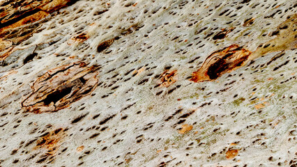 Texture of the bark of an eucalyptus tree as a background