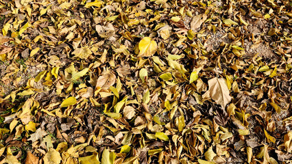 Autumn leaves of a mulbeery tree in a city park in Mediterranean region in December