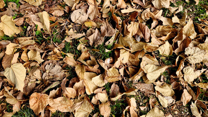 Autumn leaves of a paulownia tree in a city park in Mediterranean region in December