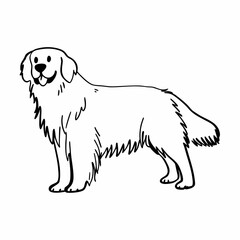 Golden Retriever dog standing with a happy expression in outline style  