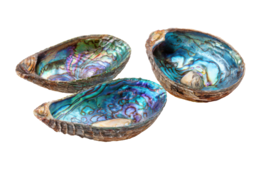 Three iridescent abalone shells isolated on transparent background. Iridescent abalone shells with vibrant swirling patterns display natural ocean isolated on white background.