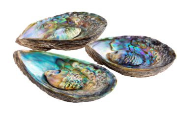 Three iridescent abalone shells isolated on transparent background. Abalone shells display natural colorful pearlescent patterns isolated on white background.