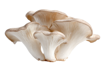 Cluster of fresh oyster mushrooms isolated on transparent background. Close up of oyster mushroom cluster showing gills and caps isolated on white background.