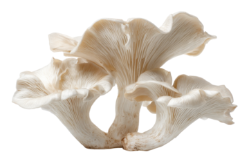 Close up of a white oyster mushroom cluster isolated on transparent background. Oyster mushrooms showcasing natural texture and shape isolated on white background.