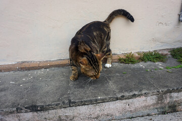 Side Profile of a Marbled Bengal Cat Walking Outdoors
