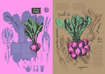Hand drawn ink radish vegetable sketches set. Food drawings for labels and packaging.