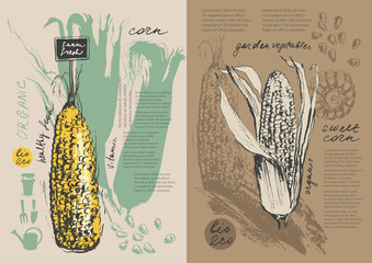 Hand drawn ink corn vegetable sketches set. Food drawings for labels and packaging.