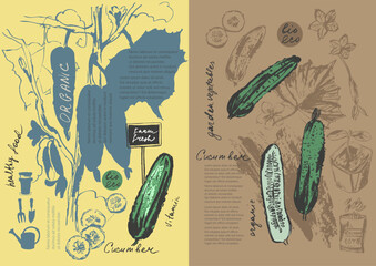 Hand drawn ink cucumber vegetable sketches set. Food drawings for labels and packaging.