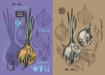 Hand drawn ink onion vegetable sketches set. Food drawings for labels and packaging.