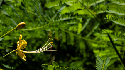 close up of fern leaf © Brooks
