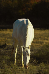 White paint horse grazing in vertical view on Texas farm.