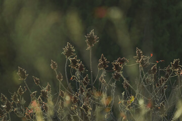 Sumac tree top during fall season in North Texas against blurred background with copy space.