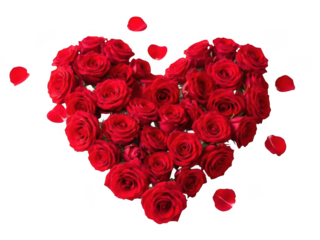 Heart shape made of red roses on transparent background