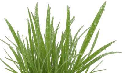 A vibrant green plant with long, thin leaves covered in water droplets, isolated on transparent background