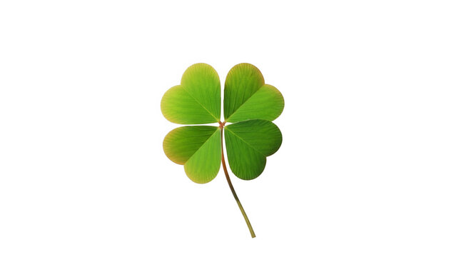 Four leaf clover isolated on transparent background symbolizing good luck and fortune in nature