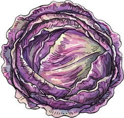 Obraz premium Watercolor Purple Cabbage Head Cutaway Illustration Vibrant Art