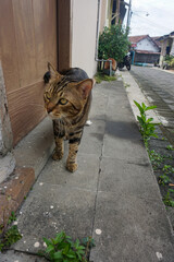Side Profile of a Marbled Bengal Cat Walking Outdoors